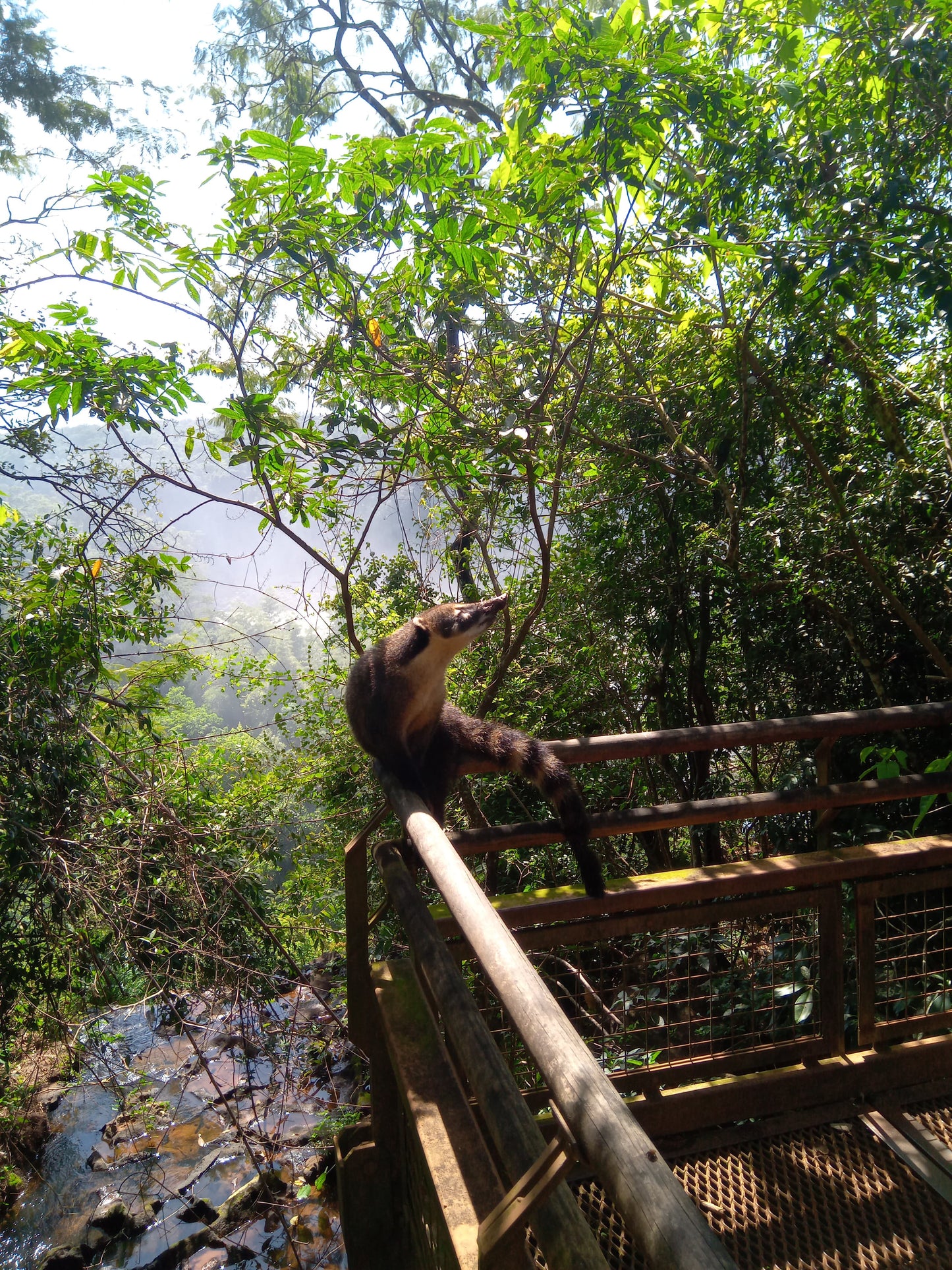 Regular Tour of Iguazu National Park