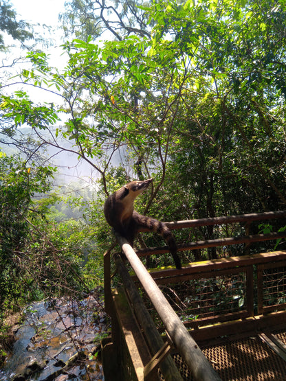 Regular Tour of Iguazu National Park
