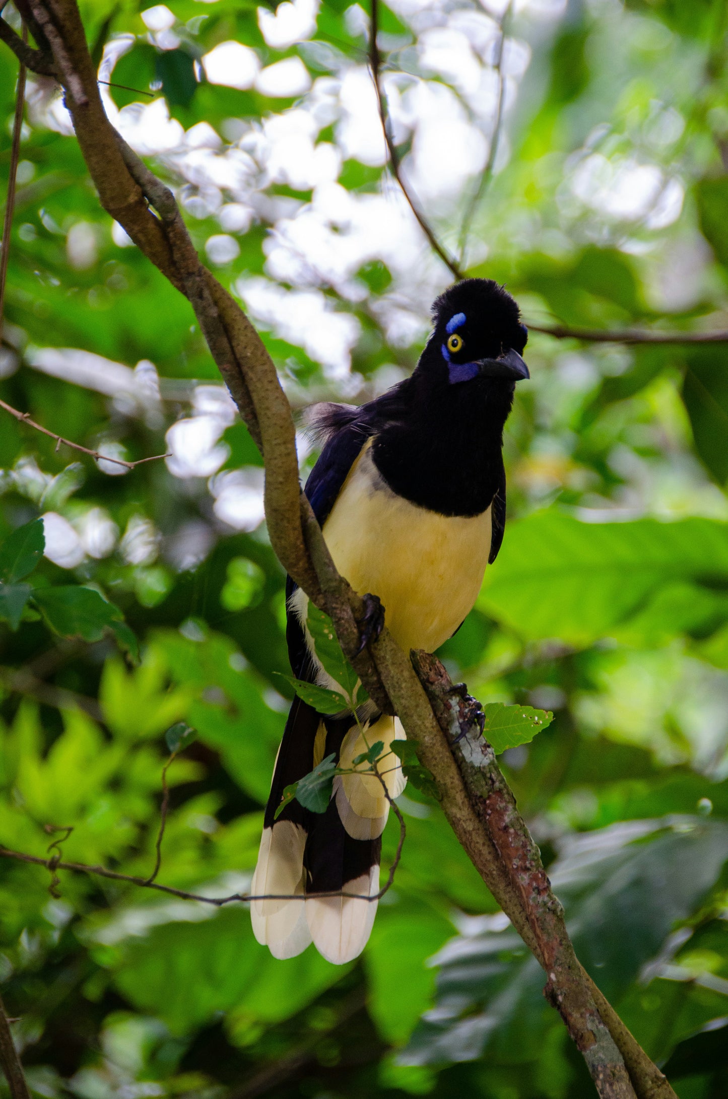 Regular Tour of Iguazu National Park