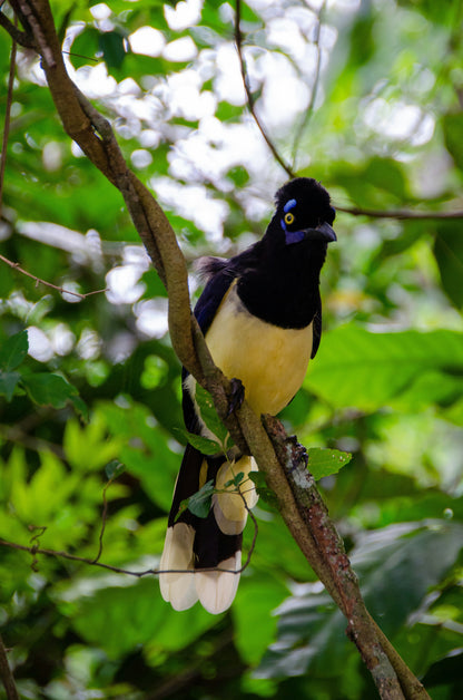Regular Tour of Iguazu National Park