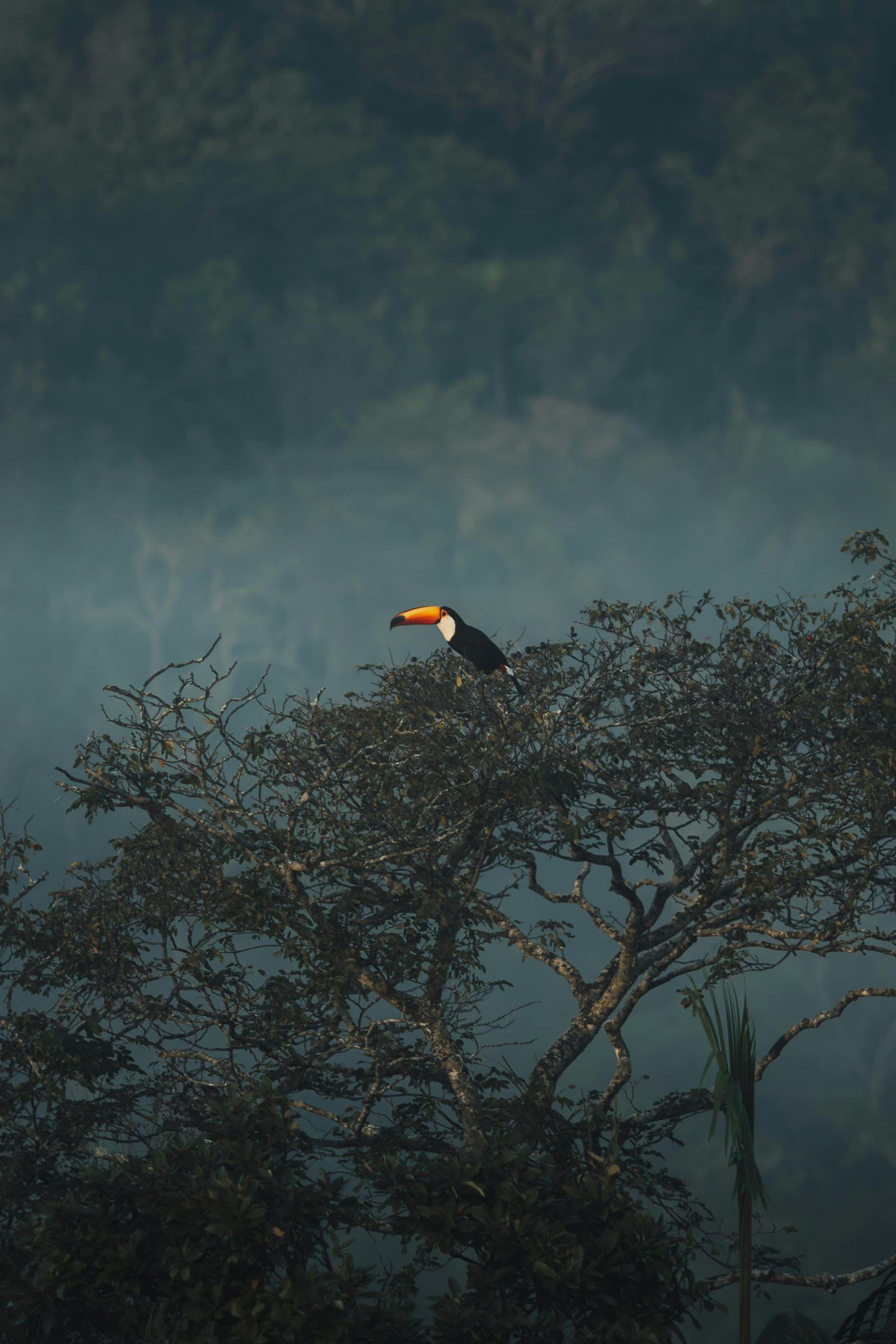 Observação de aves - Observação de aves