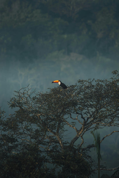 Observação de aves - Observação de aves