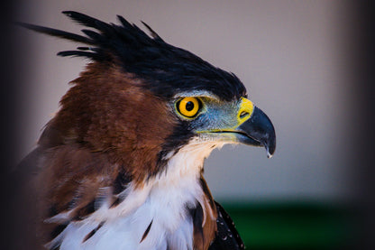Observação de aves - Observação de aves