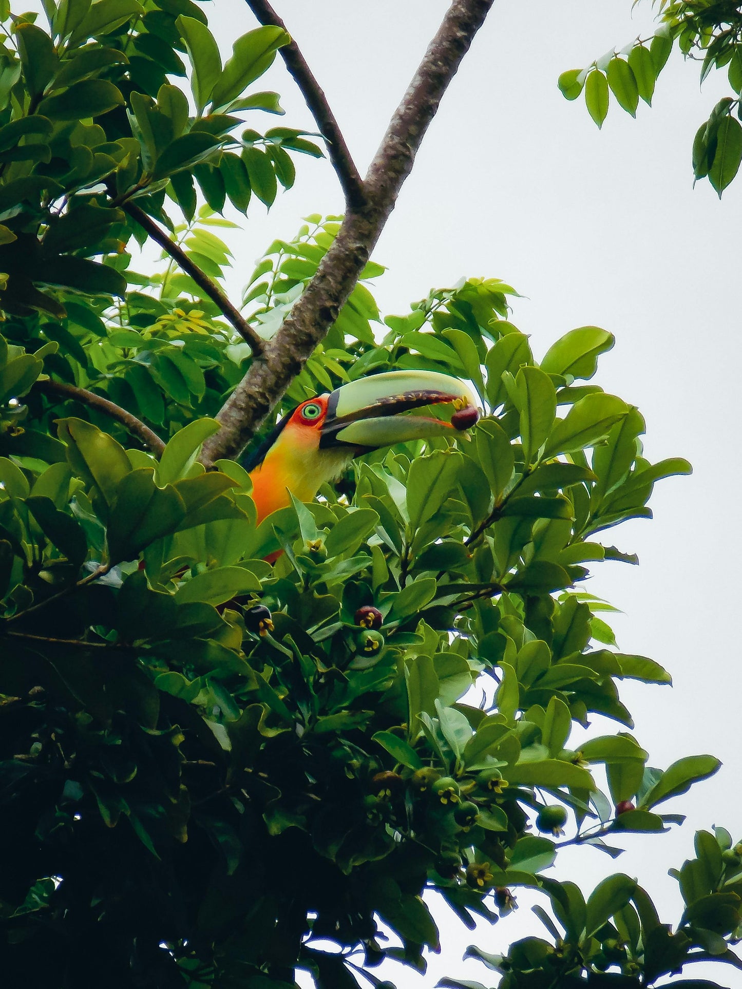 Observação de aves - Observação de aves