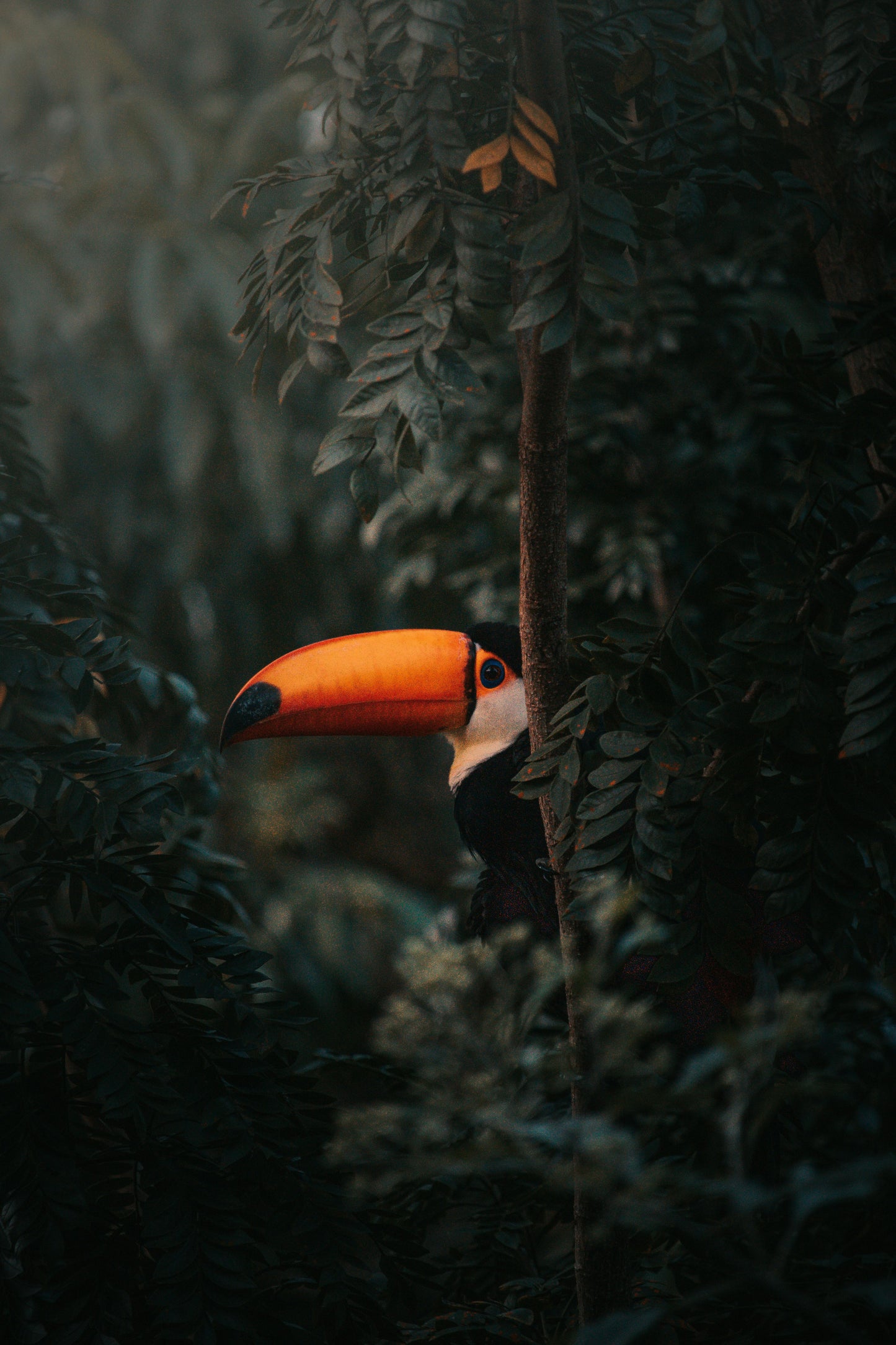 Observação de aves - Observação de aves