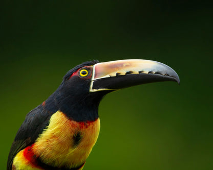 Observação de aves - Observação de aves