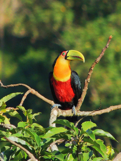 Observação de aves - Observação de aves