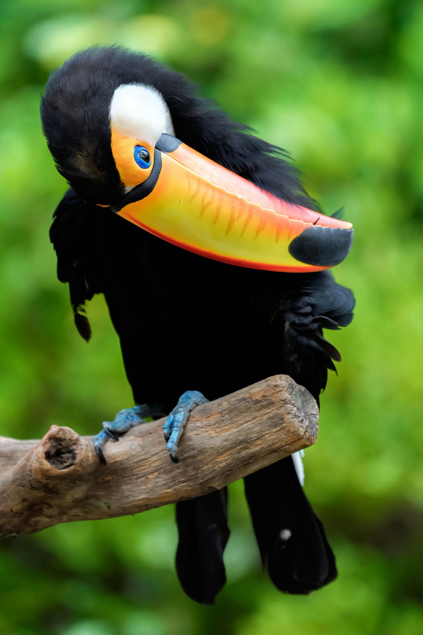 Observação de aves - Observação de aves
