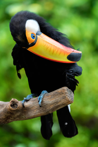 Observação de aves - Observação de aves