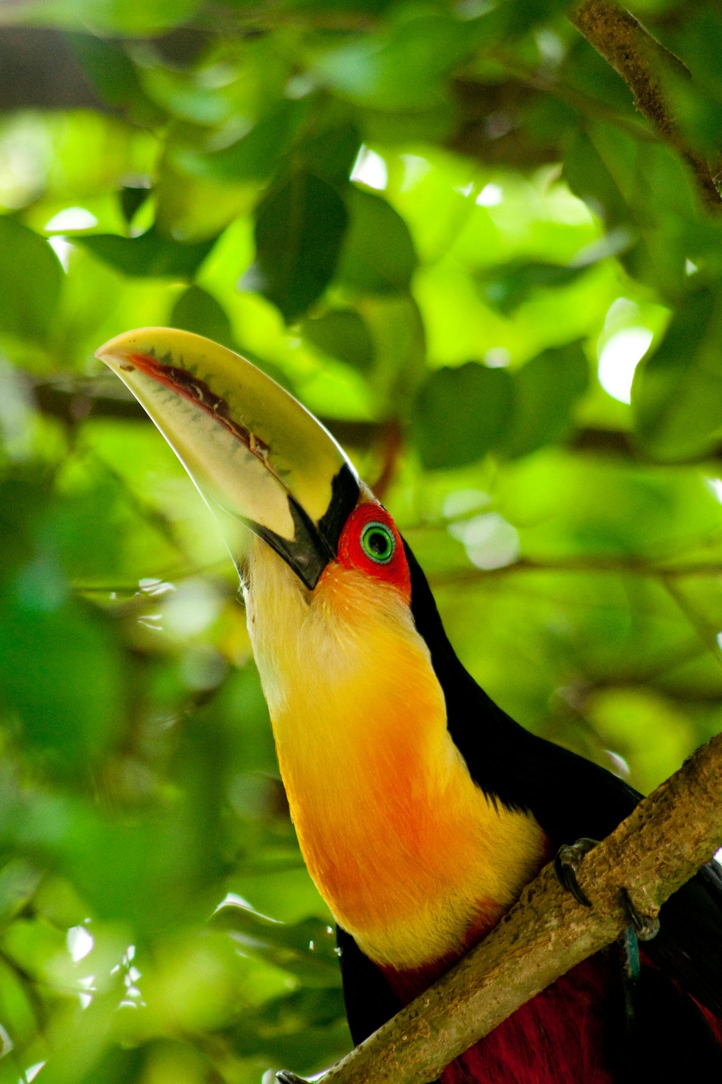 Observação de aves - Observação de aves