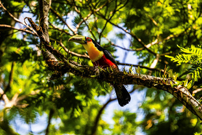 Observação de aves - Observação de aves