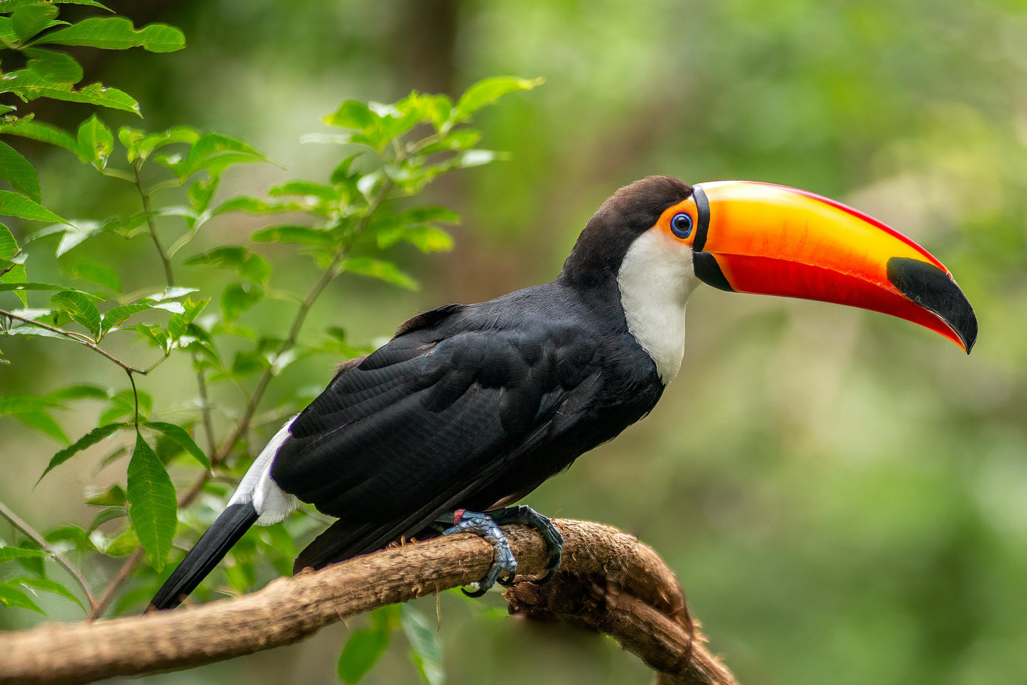 Observação de aves - Observação de aves