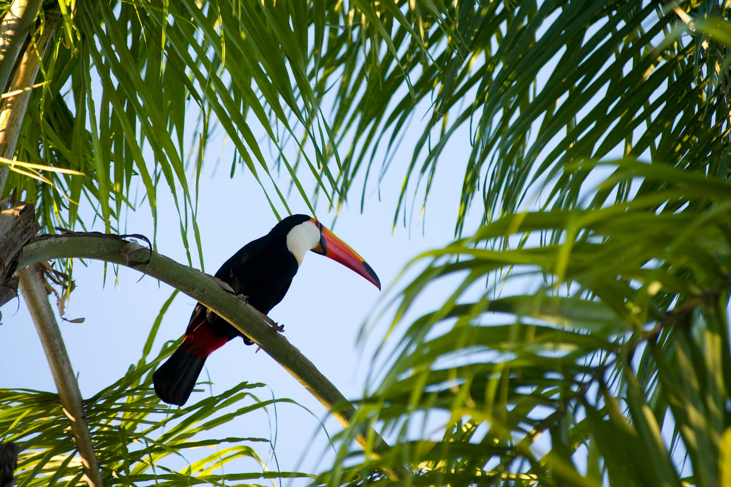 Observação de aves - Observação de aves